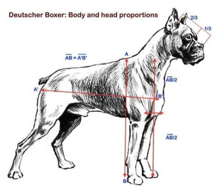 Boxer Dog Facts: Anatomy, Ancestry, Nature & More