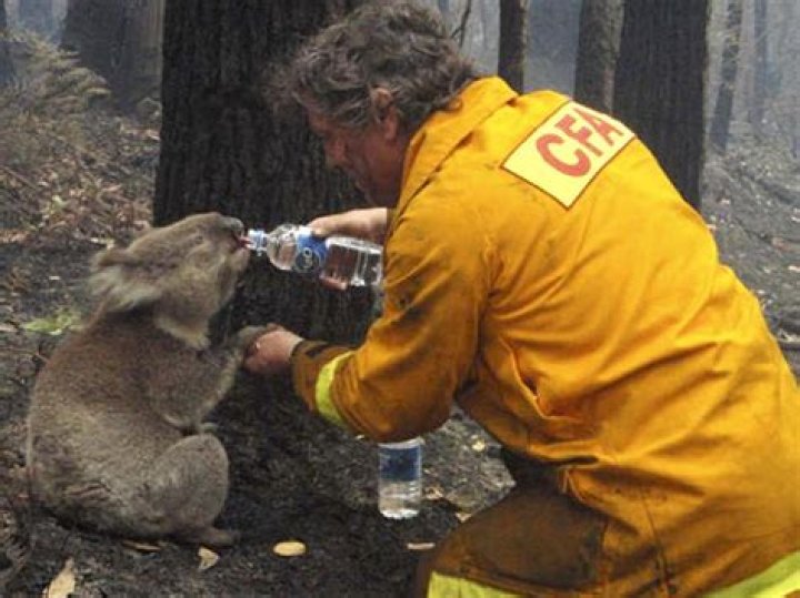 Bush fire survivor Sam the Koala dies after surgery