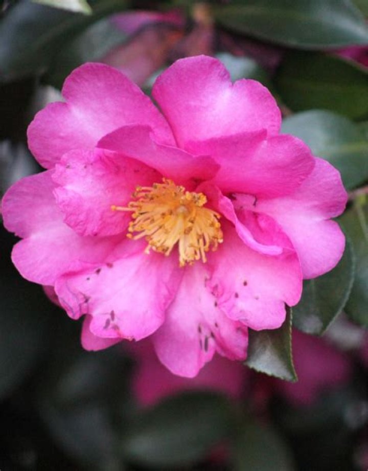 Camellia Sasanqua Yields Top Blooms