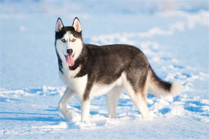 Can Huskies Survive In Texas