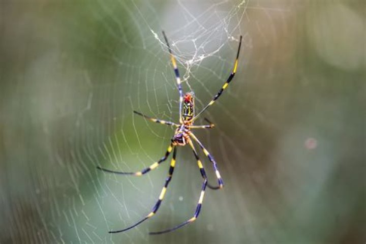 Can the Iron Spider fly?