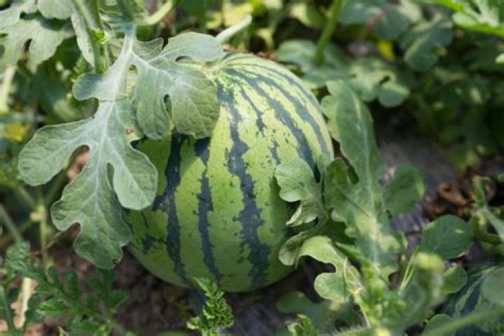 Can Watermelon Grow In Michigan