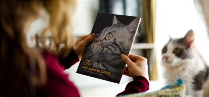 Cat Owners Debate Declawing Issue