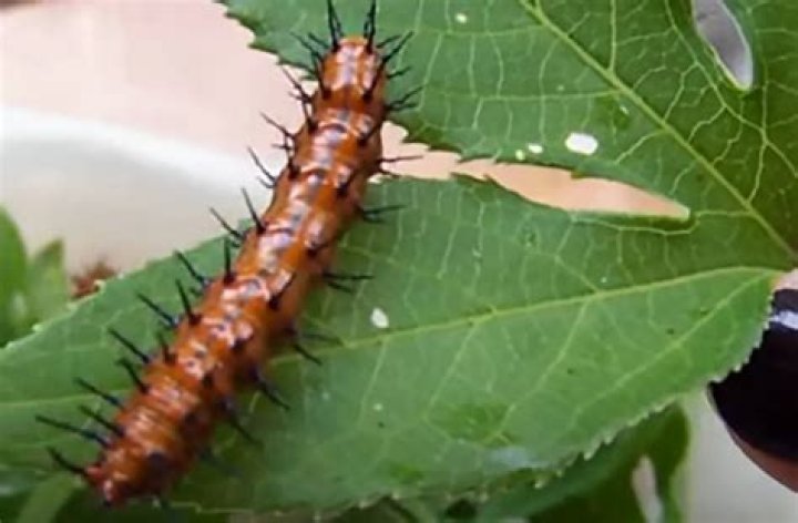 Caterpillars love passion vine, but can be killed