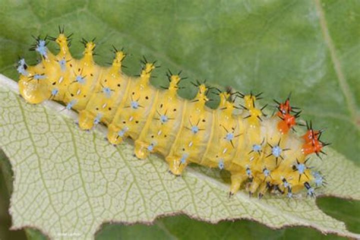 Cecropia Moth Caterpillar, Vol. 5, No. 20