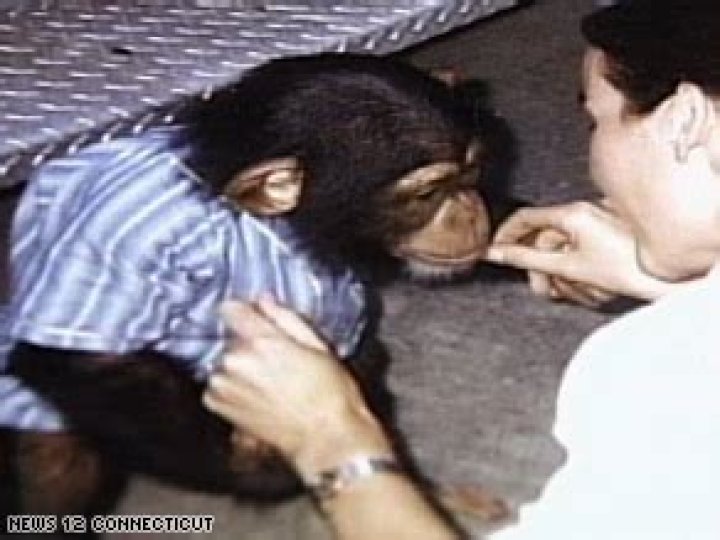 Chimp attack 911 call: 'He's ripping her apart'