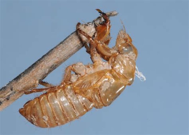 Cicadas emerge annually in Mississippi’s forests