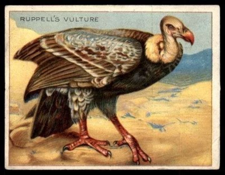 Cigarettes - Vulture