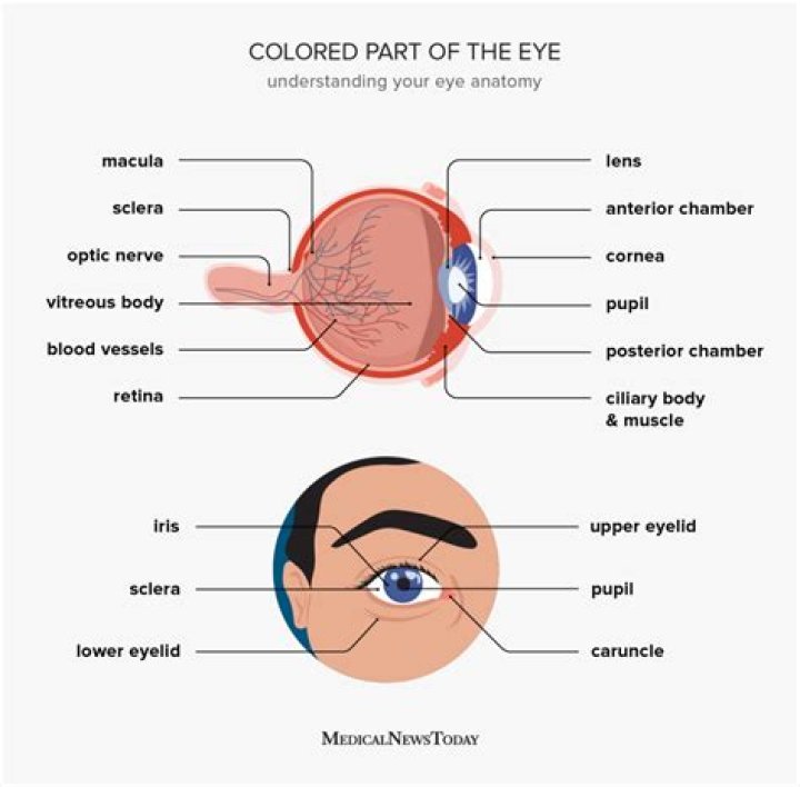 Colored Part of the Eye