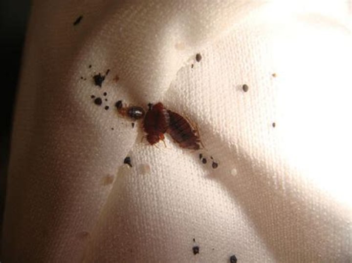 Combatting Bed Bugs in Broiler Breeder Houses