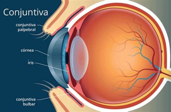 Conjuntiva do olho | Definição com ilustração