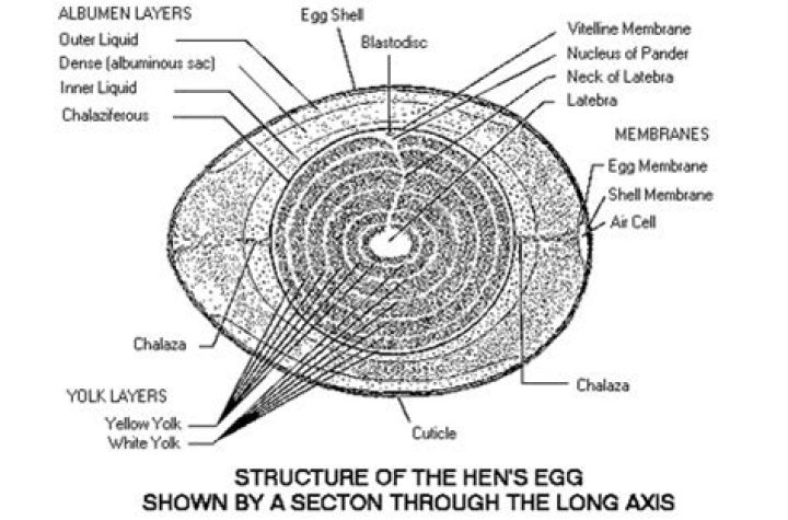 Contents of chicken egg | Mississippi State University Extension Service