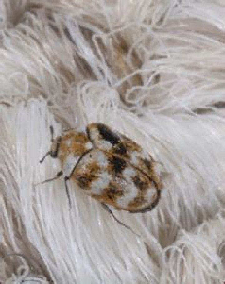 Control Household Insect Pests | Mississippi State University Extension Service