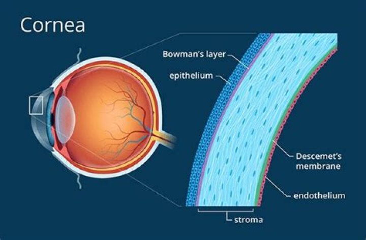 Cornea - Definition and Detailed Illustration