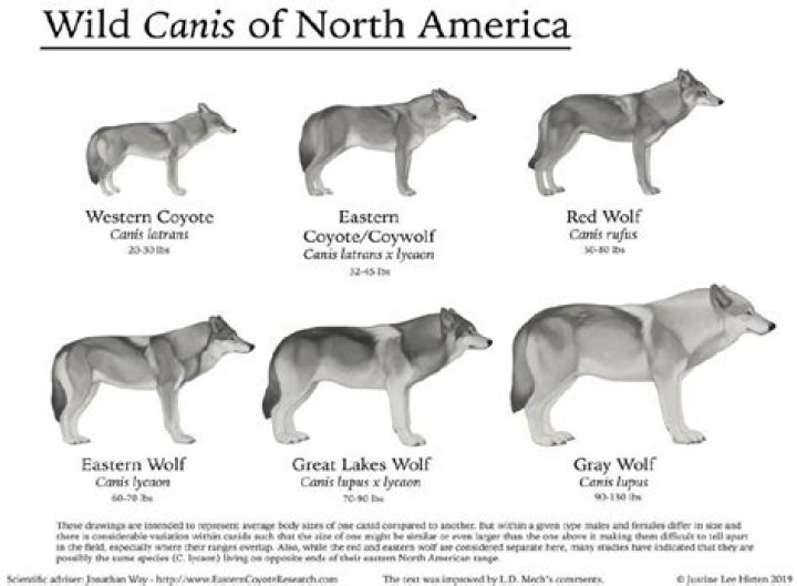 Coyote wolf hybrids, or coywolves, flourish in parts of US