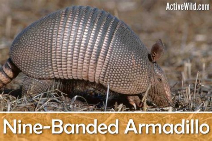 Critter of the Month: Nine-Banded Armadillo