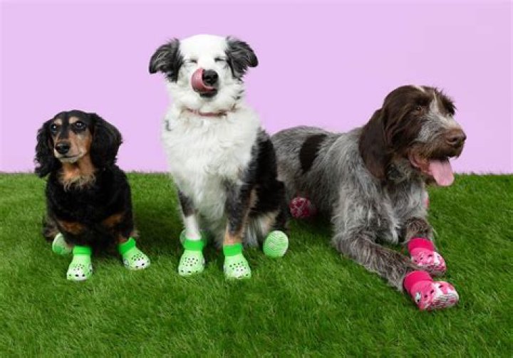 Crocs For Dogs - Facts.net