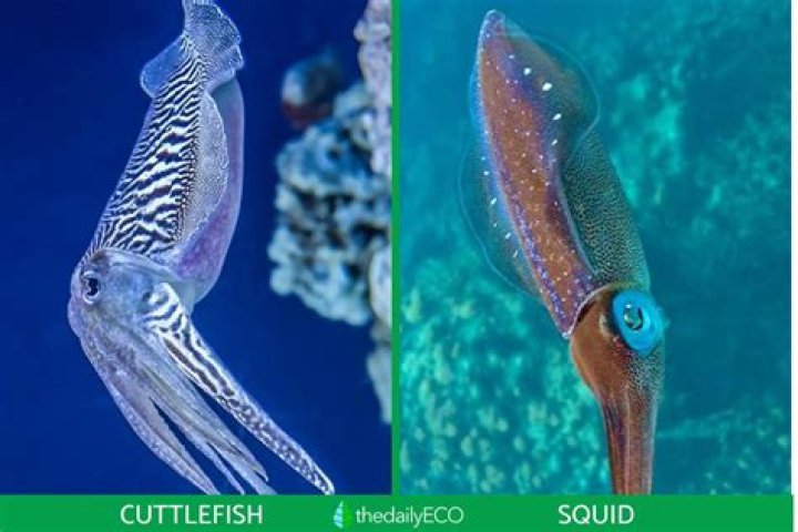 Cuttlefish VS Squid: What's The Difference?