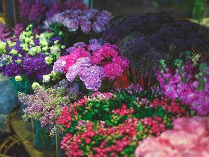 Dahlia festival | A Comprehensive Guide to Nature