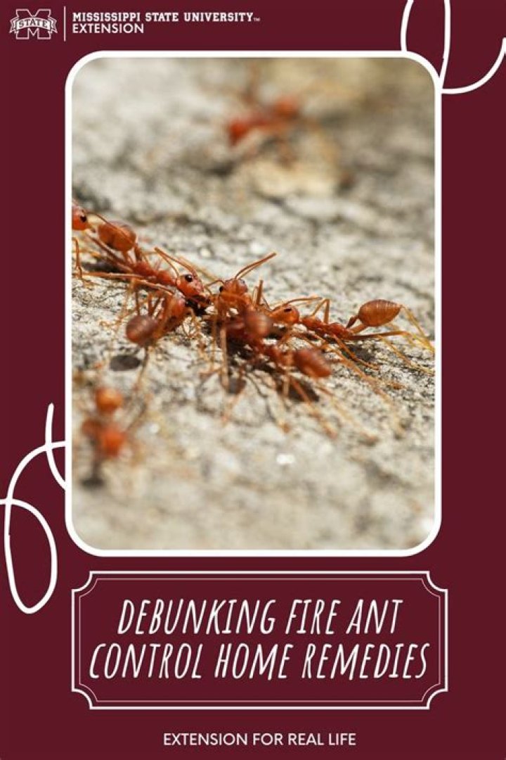 Debunking Fire Ant Control Home Remedies