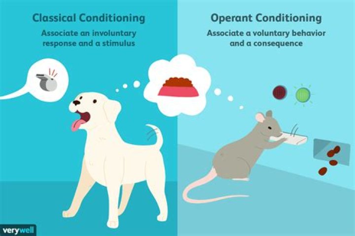 Difference Between Classical And Operant Conditioning