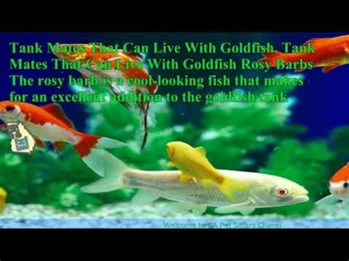 Do single goldfish get lonely?