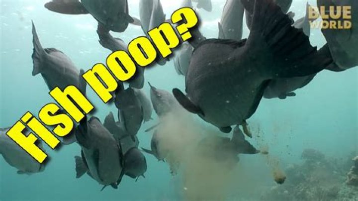 Does parrot fish poop sand?
