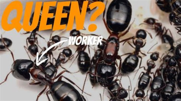 Does the queen ant ever come out?