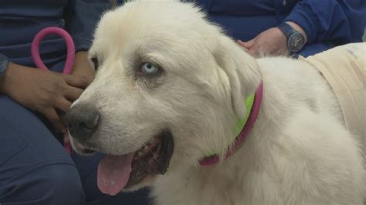 Dog who killed 8 coyotes in attack recovering after multiple surgeries