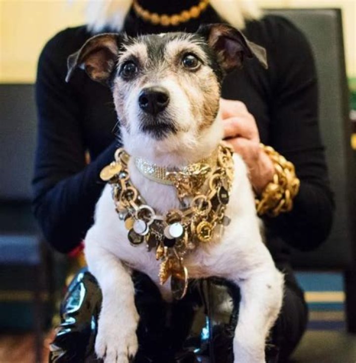 Donatella Versace's Dog Has a Better Wardrobe than Us