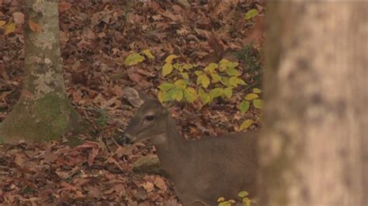 Driving tips when deer are on roadways