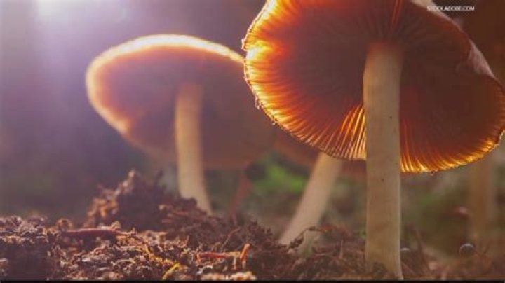 Efforts to decriminalize psychedelic mushrooms in Atlanta