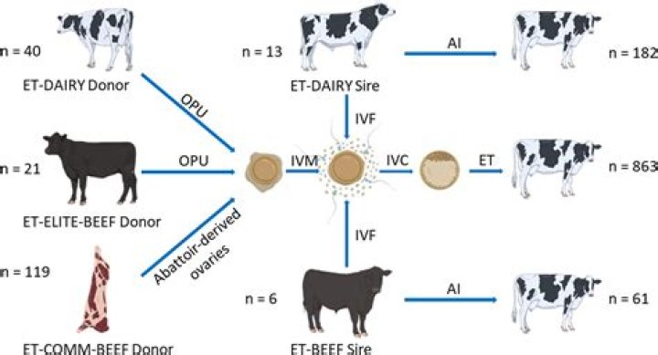 Embryo Transfer in the Beef Herd