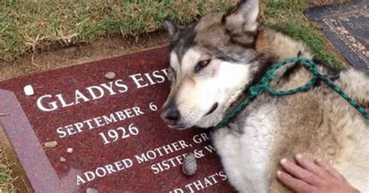 Emotional Dog Cried Over a Loved One’s Grave