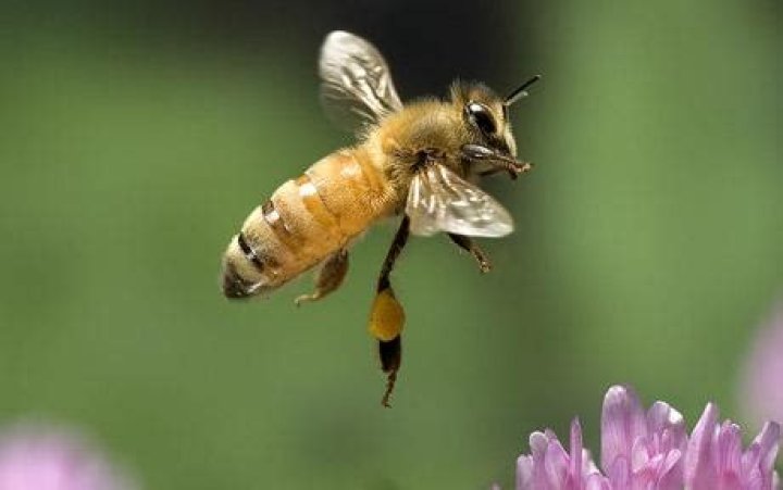 Exhausted bee population 'to be given energy drinks to boost performance'