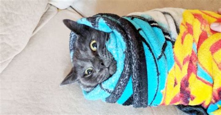 Expecting Parents Practice Swaddling on a Cat and Reddit Goes Nuts