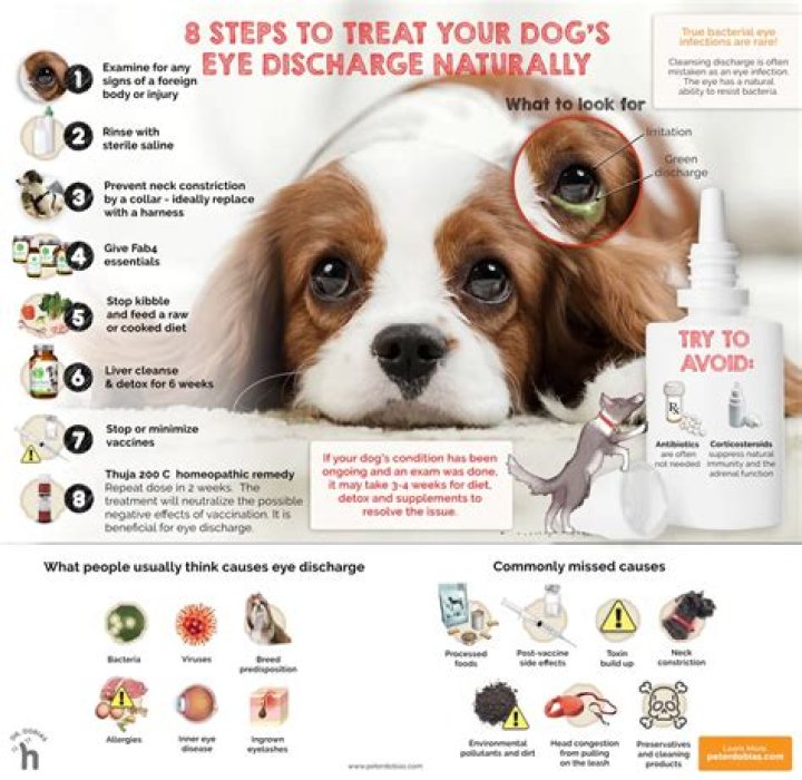 Eye Discharge in Dogs and Puppies