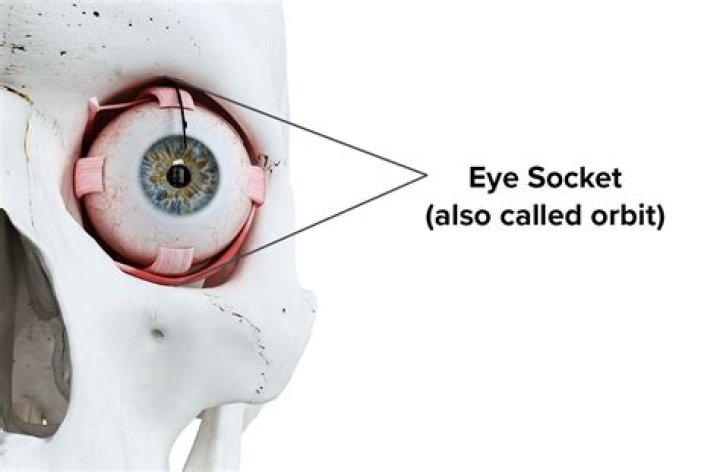 Eye Socket - All About Vision