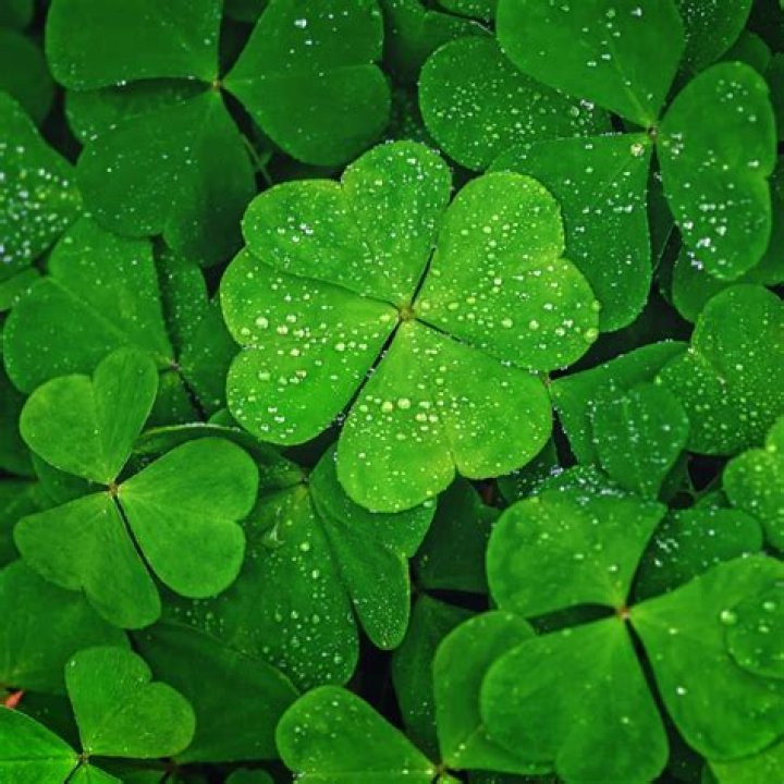 Feeling lucky: Georgia woman finds 15 four-leaf clovers