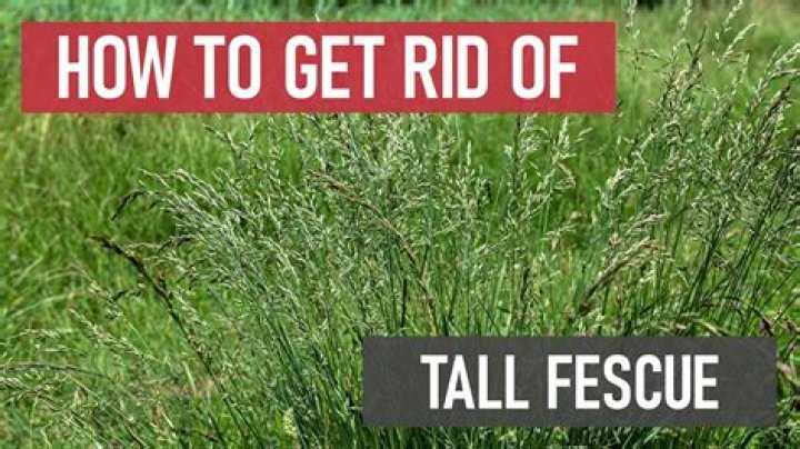 Fescue Poses Spring Risk To Livestock