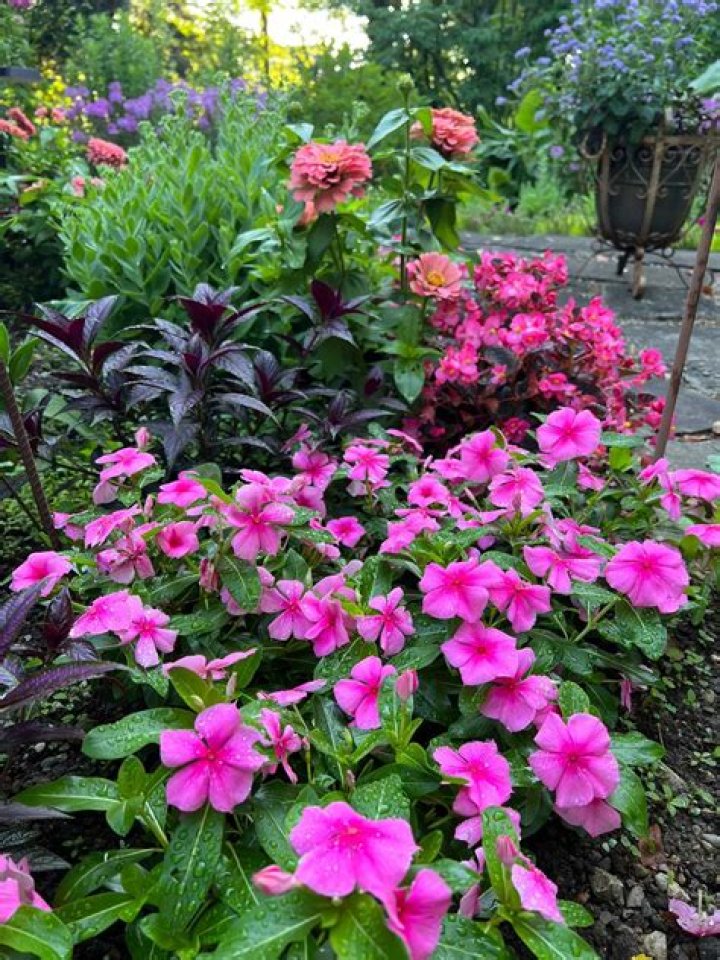 Find late summer color with flowering vinca