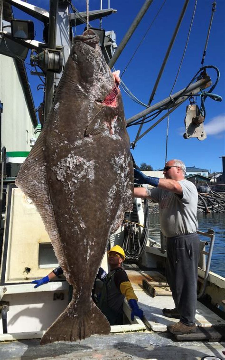 Fisherman makes catch of a lifetime – a 400 pound halibut
