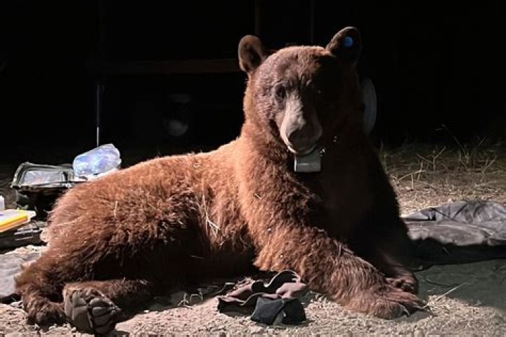 Fisherman reportedly attacked by bear in Japan; head found in the area