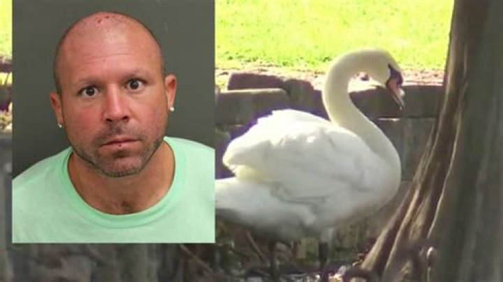 Florida man kicks swans, sleeping duck while practicing karate