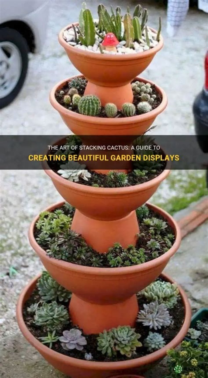 Flowering cactus creates awesome holiday displays