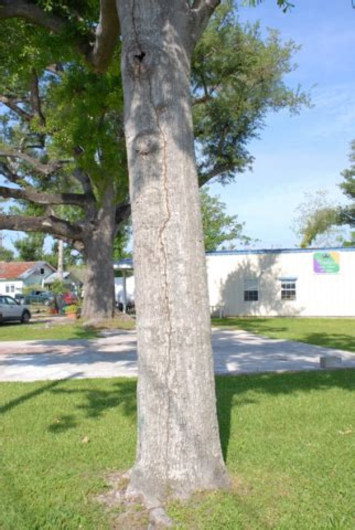 Formosan Termites in Urban Trees, Vol. 7, No. 22