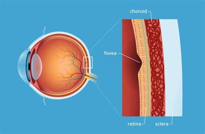 Fovea Centralis - All About Vision