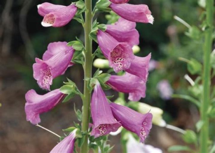 Foxgloves provide dramatic impacts | Mississippi State University Extension Service