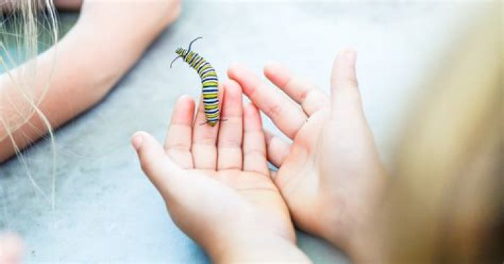 Fun Bugs Kids Can Catch And Raise At Home As Pets