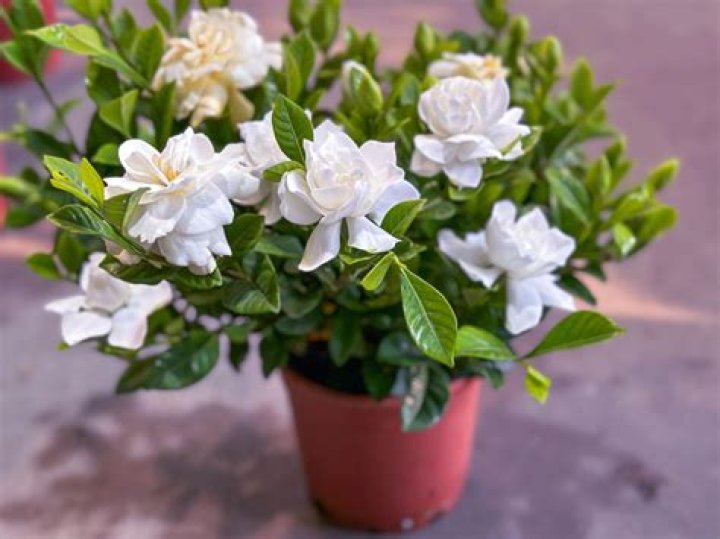 Gardenias can be grown from seed